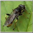 Xylota sylvarum - Goldhaar-Langbauchschwebfliege w03.jpg